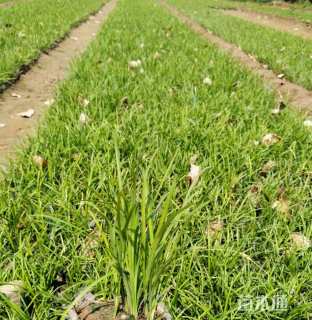 高度10厘米麦冬