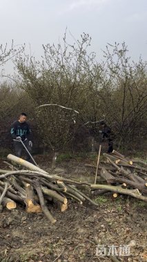 10公分垂丝海棠