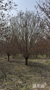 18公分绚丽海棠