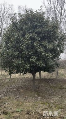 10公分红叶石楠