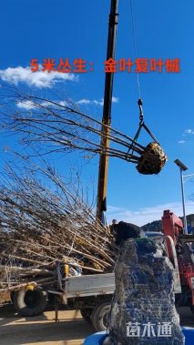 高度500厘米丛生金叶复叶槭