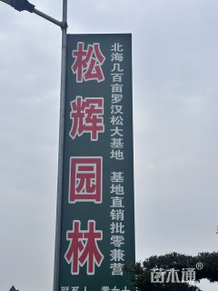 移栽苗造型罗汉松