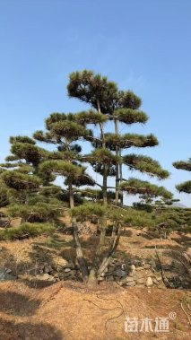 22.5公分造型黑松