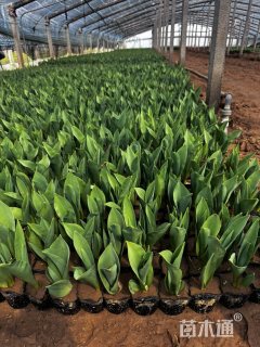 高度13厘米郁金香