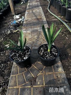 高度10厘米大花葱