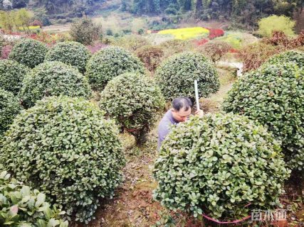 冠幅130厘米无刺枸骨球