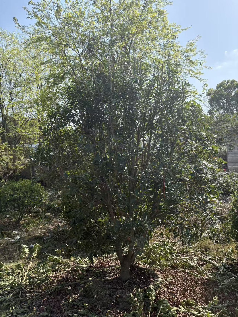 10公分(5杆)丛生杨梅