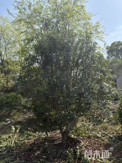 10公分(5杆)丛生杨梅