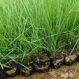 高度10厘米粉黛乱子草