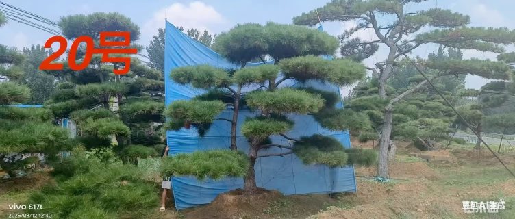 20.51公分造型松