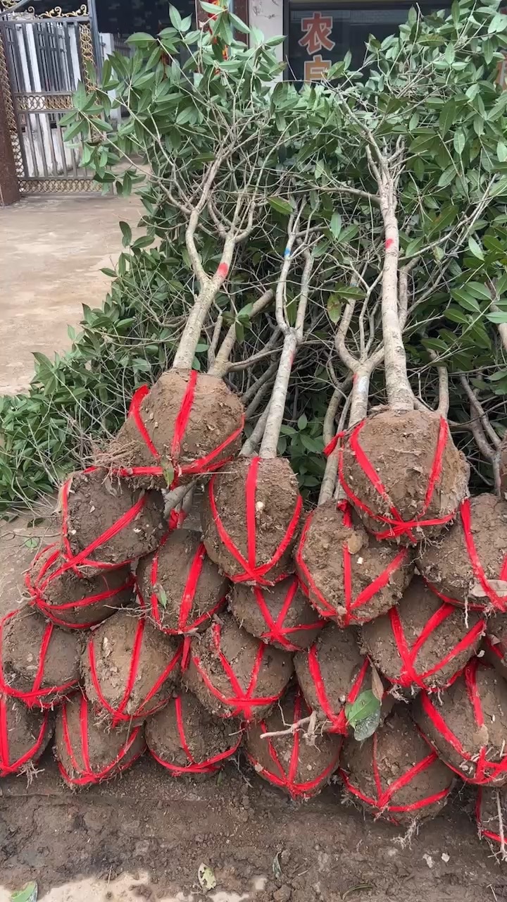 3公分桂花