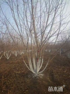 高度500厘米丛生五角枫