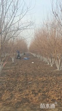 高度300厘米丛生五角枫