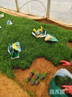 高度15厘米青绿苔草