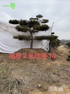 14.5公分造型松