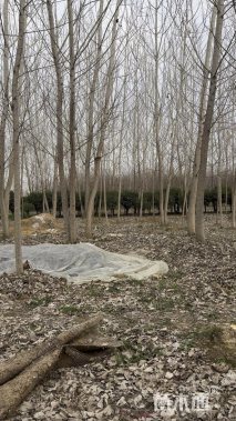 高度20厘米蓝花鸢尾