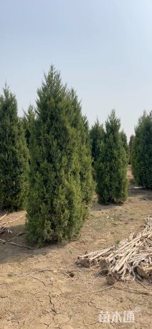 高度300厘米塔桧