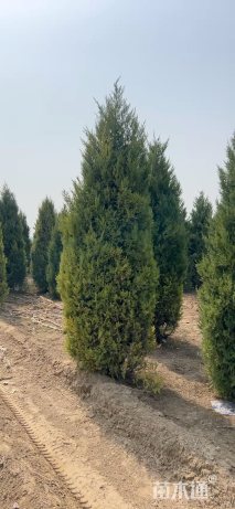 高度300厘米望都塔桧