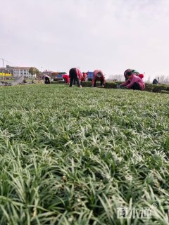 高度8厘米玉龙草