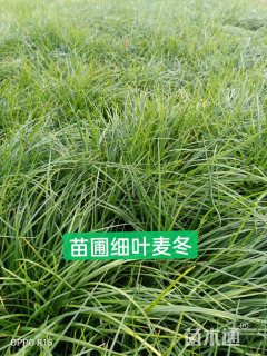 高度20厘米细叶麦冬草