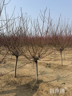 8公分红花山碧桃