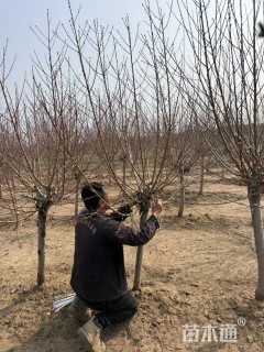 10公分红花山碧桃