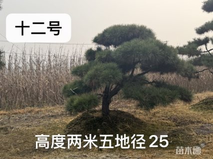20.8公分造型油松