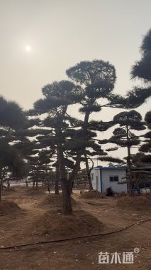 26.8公分造型黑松