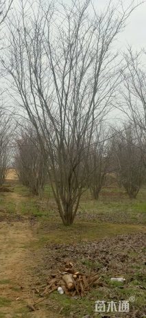 高度800厘米(8杆)丛生巨紫荆