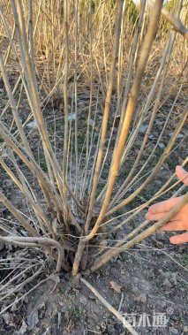 高度120厘米丛生丁香