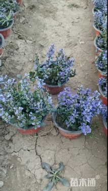 高度20厘米筋骨草