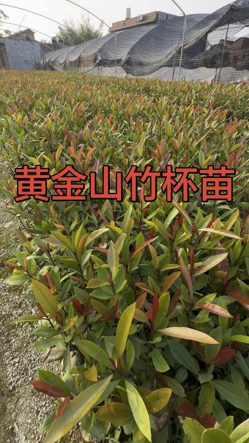 0.2公分岭南山竹子