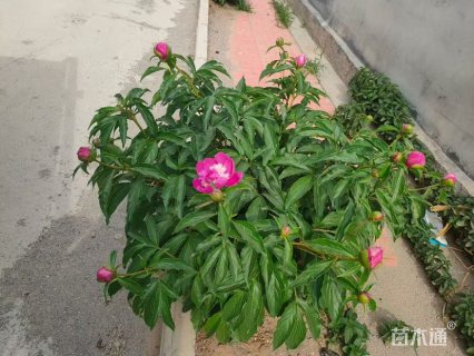 高度30厘米芍药