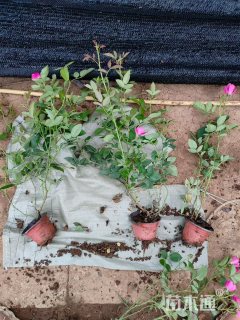 高度40厘米丰花月季