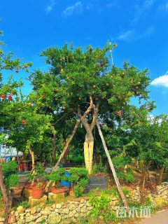 高度5000厘米番石榴