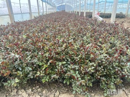 高度20厘米月季