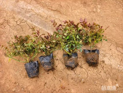 高度20厘米月季