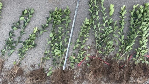 高度50厘米冬青卫矛