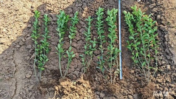 高度40厘米大叶黄杨