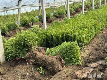 高度35厘米小叶黄杨