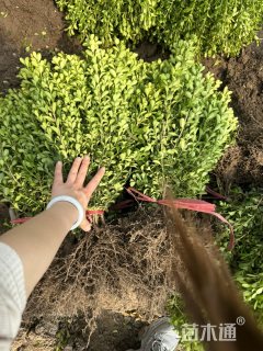 高度45厘米小叶黄杨