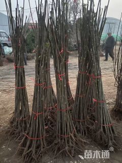 高度150厘米杏树小苗