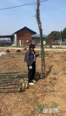 80厘米藤本月季