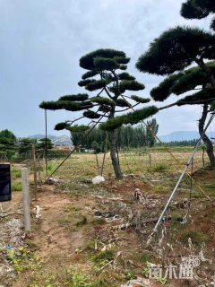 35公分造型油松