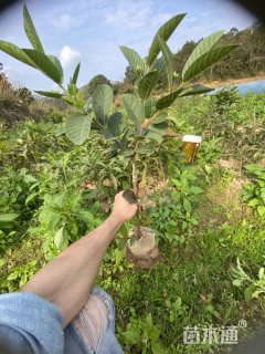 高度5000厘米番石榴