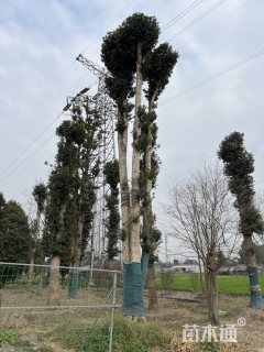 116公分金丝楠木