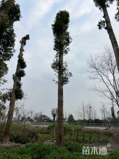 45公分金丝楠木