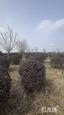 冠幅120厘米红花继木球