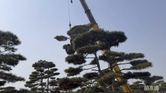 23.5公分造型油松