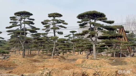 19.5公分造型油松